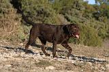 LABRADOR 665